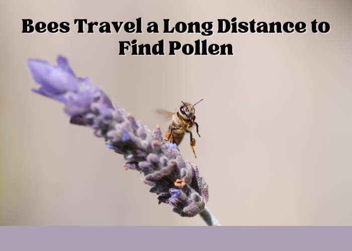 Bees Travel a Long Distance to Find Pollen