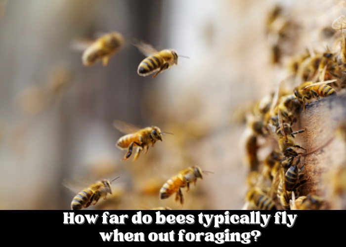 How far do bees typically fly when out foraging