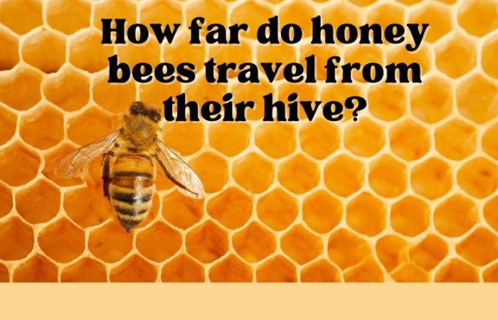 How far do honey bees travel from their hive?