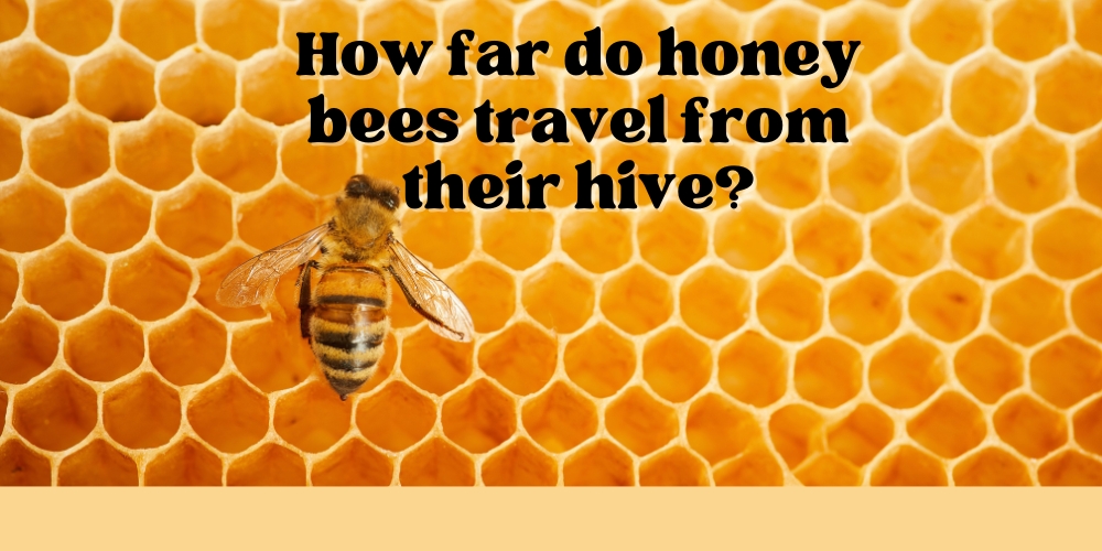 How far do honey bees travel from their hive?