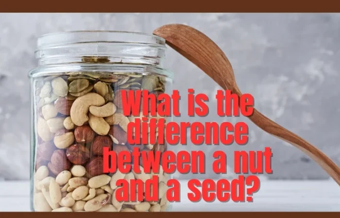 What is the difference between a nut and a seed?