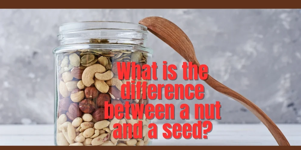 What is the difference between a nut and a seed?