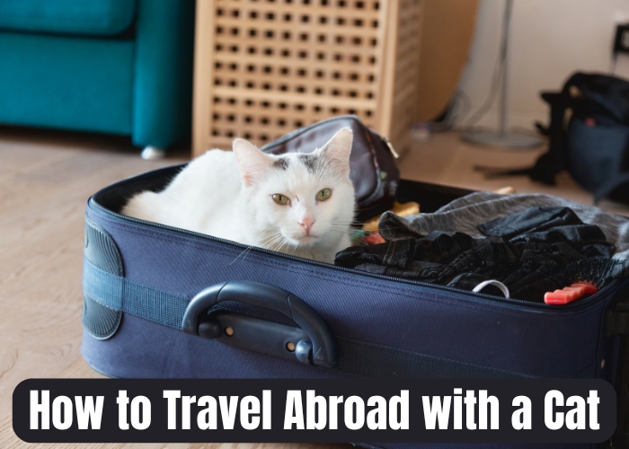 How to Travel Abroad with a Cat