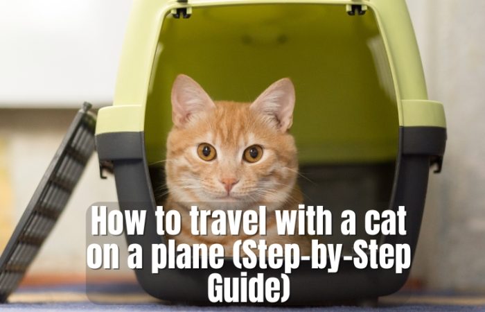 How to travel with a cat on a plane (Step-by-Step Guide)