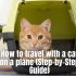 How to travel with a cat on a plane (Step-by-Step Guide)