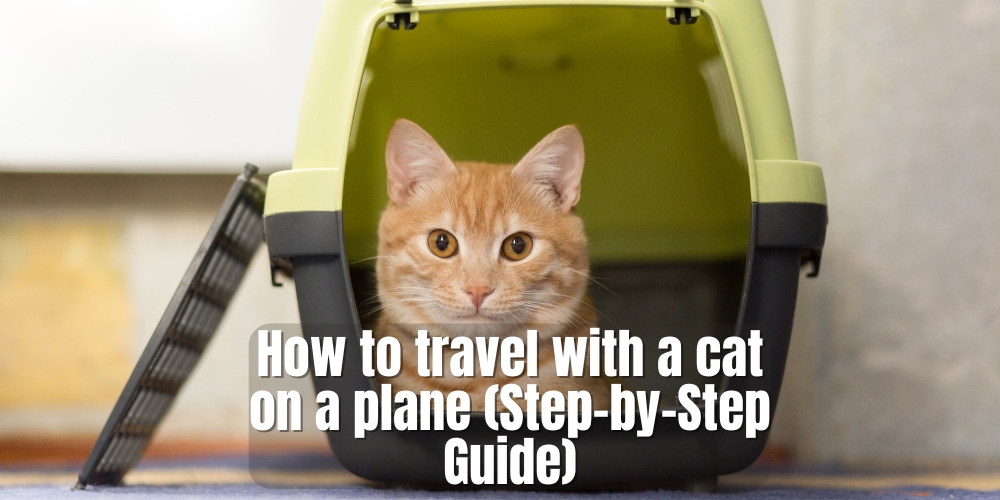 How to travel with a cat on a plane