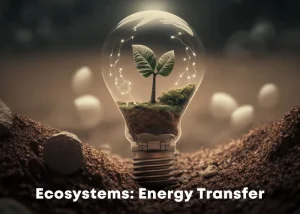 Ecosystems: Energy Transfer