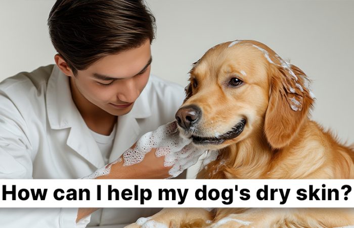 How can I help my dog’s dry skin?